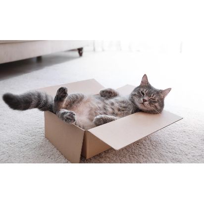 Belgische katten woedend omdat Amazon minder dozen gebruikt voor leveringen